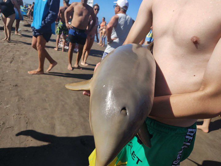 Photo: Baby Dolphin Has Died After Tourists Captured It Of The The Water In Mar Del Tuyú Beach 1 20250124 0549148269555144834190057 2