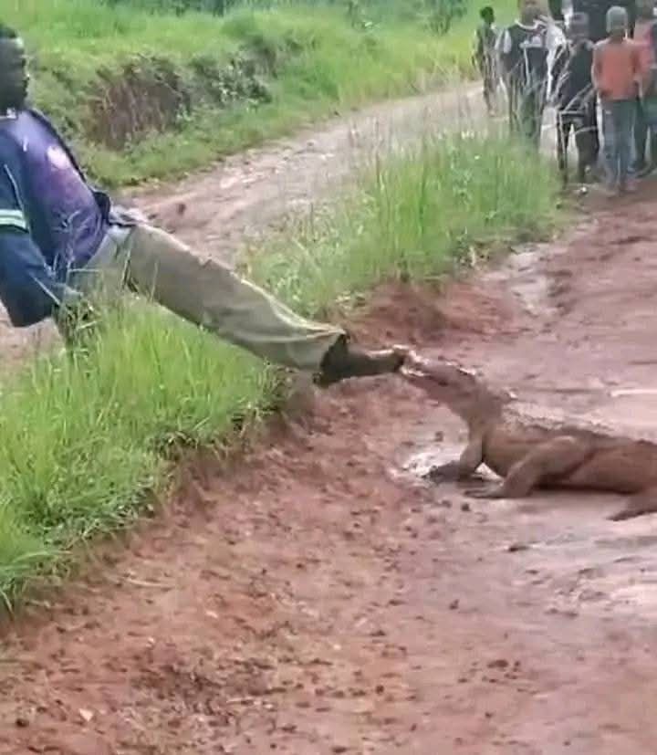 Video: Man, Vhanyai, With Dreads, Seen Using His Boot To Kick Crocodile Mouth In Duthuni, Venda 9 fb img 17375074229173610392214022380676 2