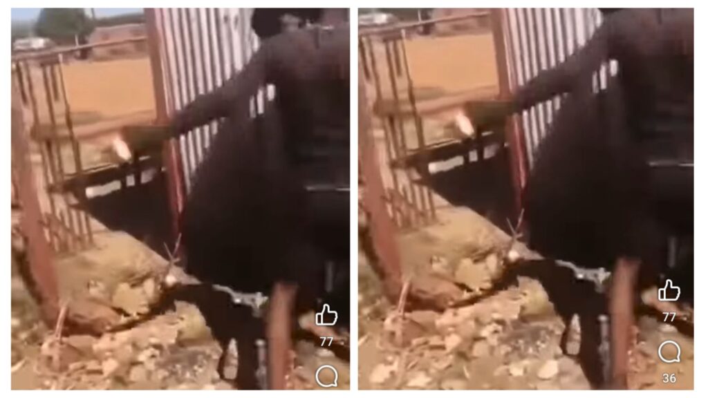 incollage 20250108 1523091497426077865119153967