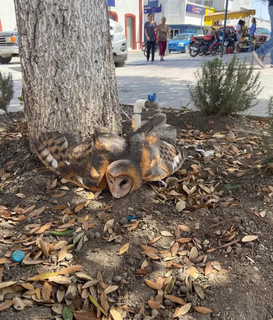 Foto: Lugareños Amarraron A Dos Lechuzas En La Plaza Principal Creyendo Que Son Brujas En Linares Nuevo León 1 20250316 0303136339962131179553365