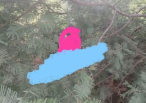 incollage 20250320 2014372856990574401168322810 300x211 2