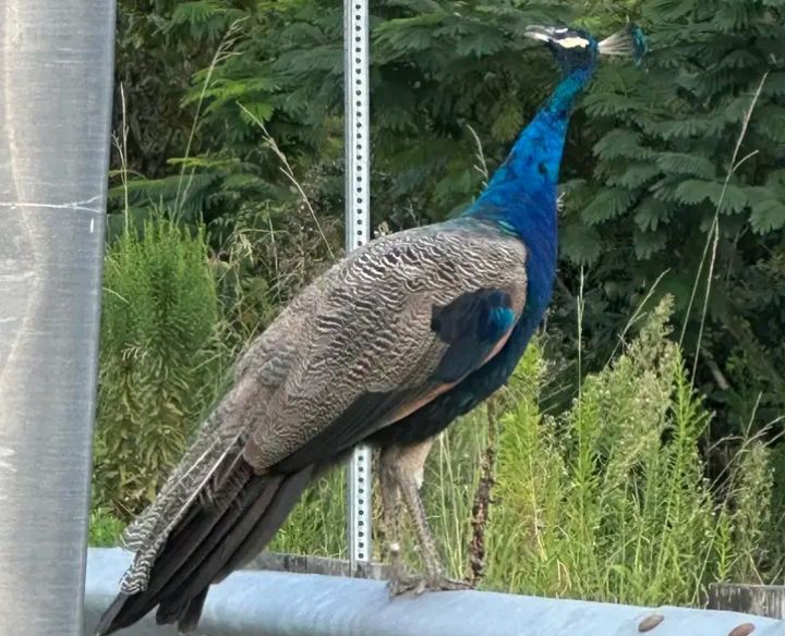 incollage 20250430 1416055907088403032497216645