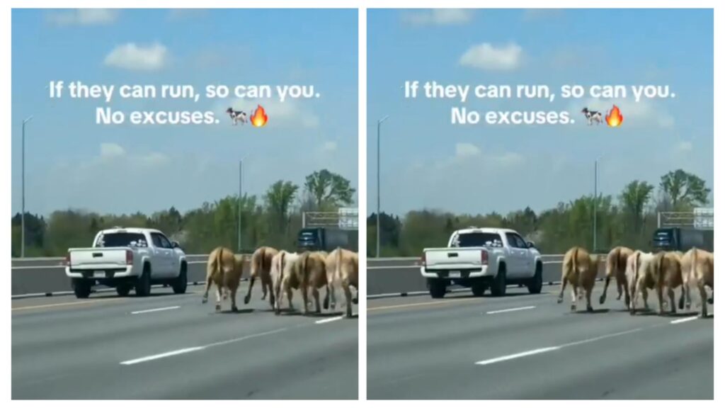 Video: Cows Running On Highway 40 Barrie In Newmarket 1 incollage 20250517 0226180219016940828826443860 1024x576 2
