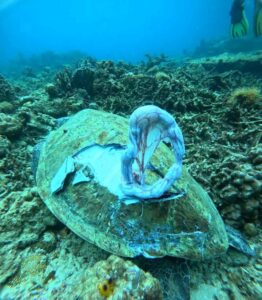 Photo: Sea Turtle Pawikan Found Dead After Being Struck By Boat Propeller In Helicopter Island, El Nido 1 17501642734476293475144053171149 262x300 2