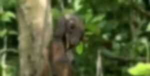 Video: Decomposed Body Of Arnel Dagatan Albit Hanging On A Tree With A Rope Around The Neck Goes Viral In Bogtongbod, Clarin 1 incollage 20250724 1140143084918340927756072506 300x153 2