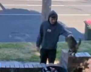 Video: Donna Innes With Joshua Wingad Identified As One Of Parents Of Boys Who Kidnapped Bucket Cat From Janine Steele In Goulburn 5 incollage 20250917 1010035415248386841381600580 300x238 2