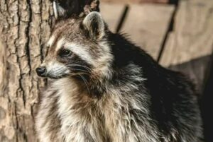 incollage 20251108 2031238605588535532685837801 300x201 2