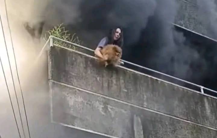Ei Mei Chiu Identified As The Furmom Who Saved Dogs From Burning Building During Fire Outbreak In Barangay Guizo, Mandaue City. 1 1304503a 506b 4595 93bb 1f9da9dde974 1